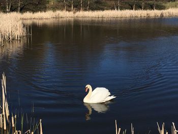 Swan floating on lake