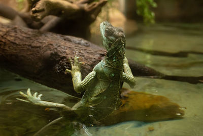 Close-up of lizard