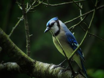 Close-up of bird perching on branch