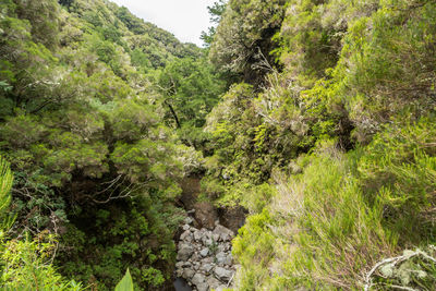 Scenic view of forest against sky