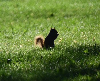 Side view of a rabbit on field