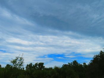 Low angle view of trees against sky