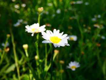 Close-up of white daisy flowers