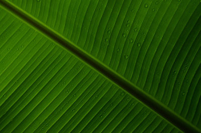 Full frame shot of leaf