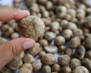 Close-up of hand holding pebbles