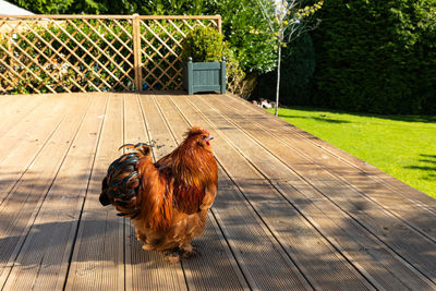 View of a bird on wood