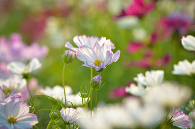 Close-up of flowers blooming outdoors