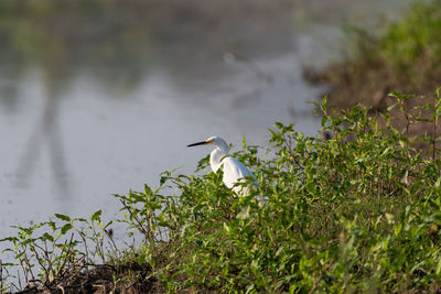 Bird perching on a lake