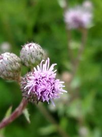 Close-up of pink flowers