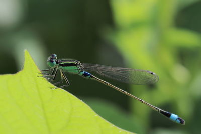 dragonflies and damseflies