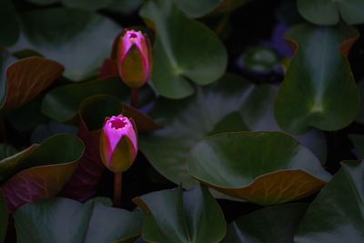 Close-up of pink lotus water lily