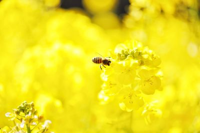 Close-up of honeybee pollinating on yellow flowers