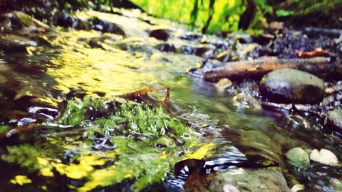 Stream flowing through rocks