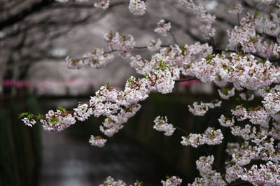 Close-up of pink flowers on tree