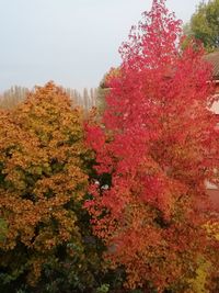 Trees and plants in autumn