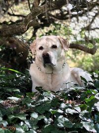 Portrait of a dog under a tree