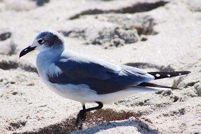 Close-up of seagull perching on land