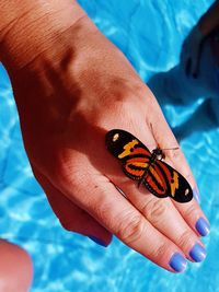 Close-up of butterfly on hand