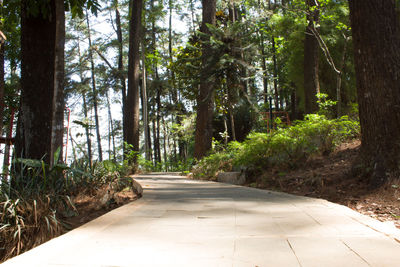 Footpath amidst trees in forest