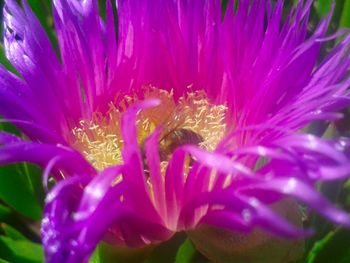 Close-up of flowers blooming outdoors