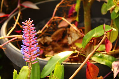 Close-up of purple flowering plant