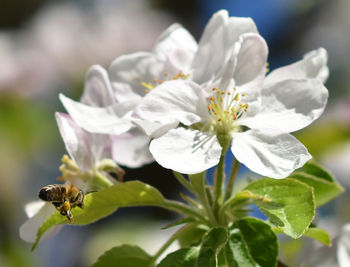 Close-up of bee on white flowering plant