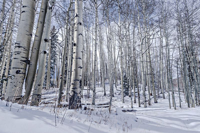 Bare trees on snow covered land