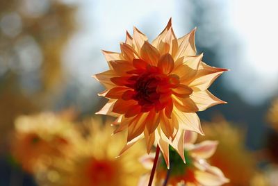 Close-up of red flowering plant