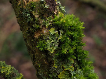 Close-up of moss growing on tree trunk