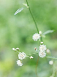 Close-up of flowers blooming outdoors