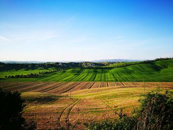 Scenic view of agricultural field against sky