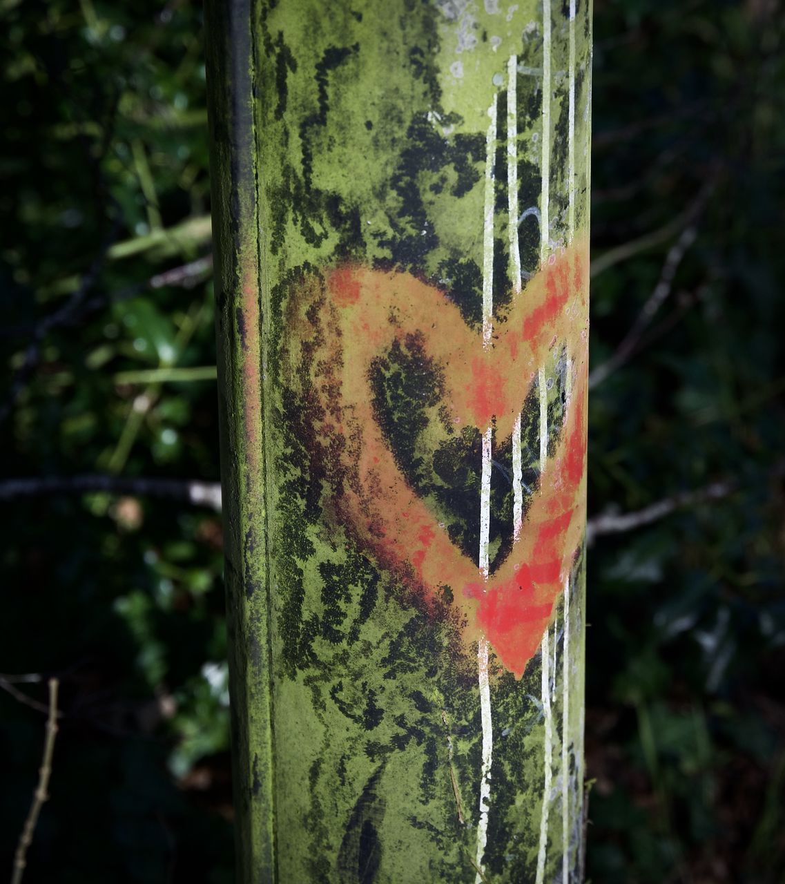 CLOSE-UP OF HEART SHAPE MADE FROM TREE TRUNK