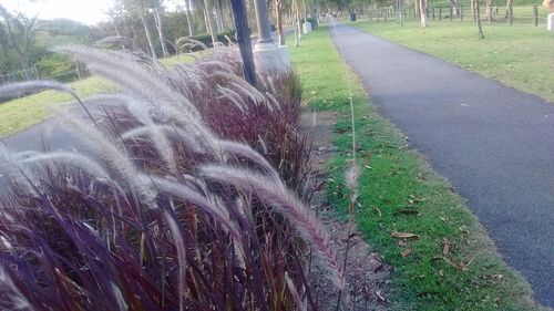 Grass in park