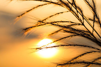 Close-up of stalks against sunset