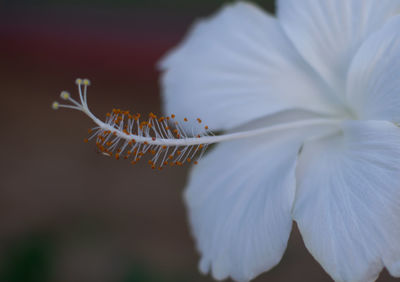 Close-up of white flowering plant