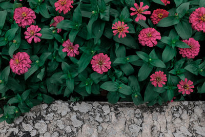 View of plants