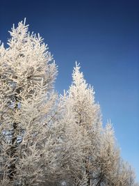 Low angle view of frozen plants against sky