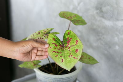 Close-up of hand holding potted plant