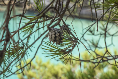 Close-up of lizard on tree