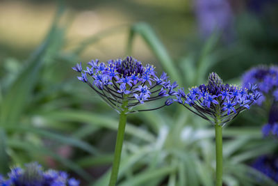 Close-up of purple flowering plant