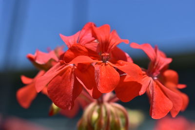 Close-up of red flowering plant in park