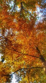 Low angle view of maple tree