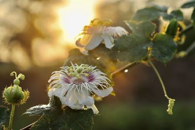 White passiflora foetida flower are blooming in the forest