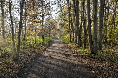 Footpath amidst trees in forest during autumn