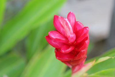 Close-up of pink rose flower