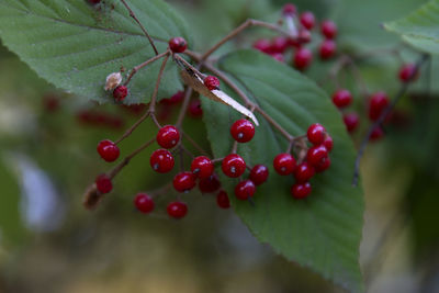 Close-up of berries on tree