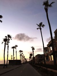 Silhouette palm trees by road against sky