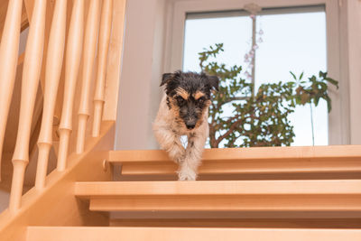 Portrait of dog on window at home