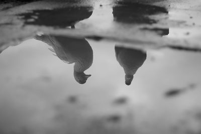 Close-up of plant against sky