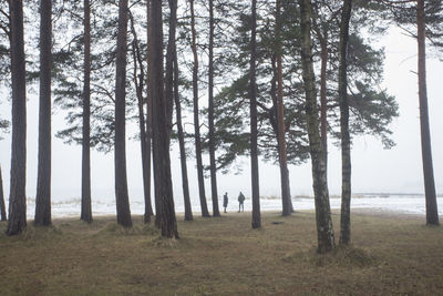 Pine trees in forest